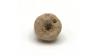 Discoidea subuculus