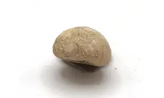 Discoidea subuculus