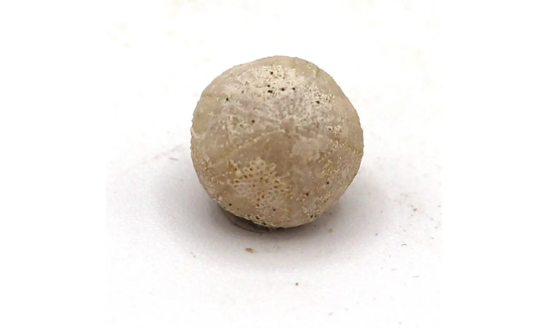 Discoidea subuculus
