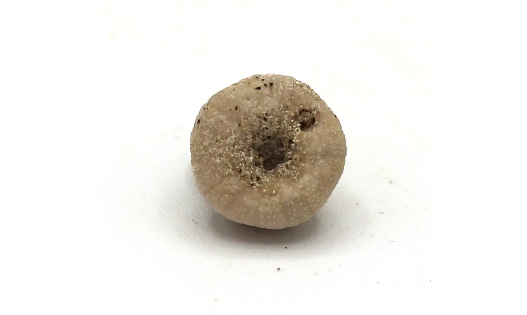 Discoidea subuculus