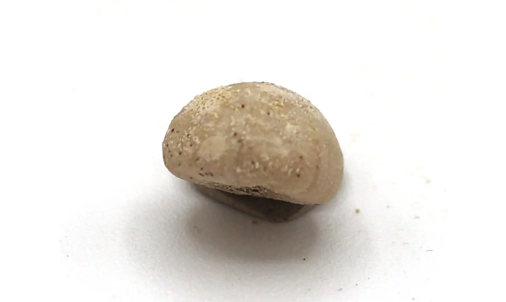 Discoidea subuculus