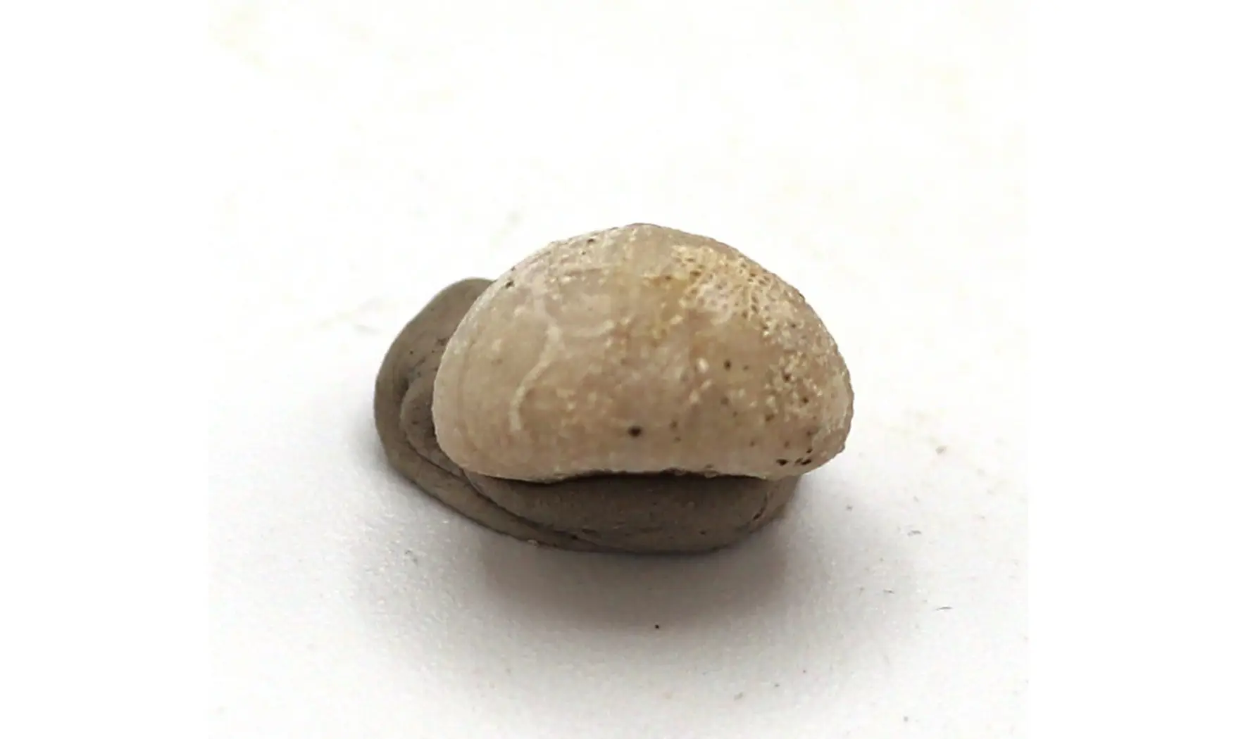 Discoidea subuculus