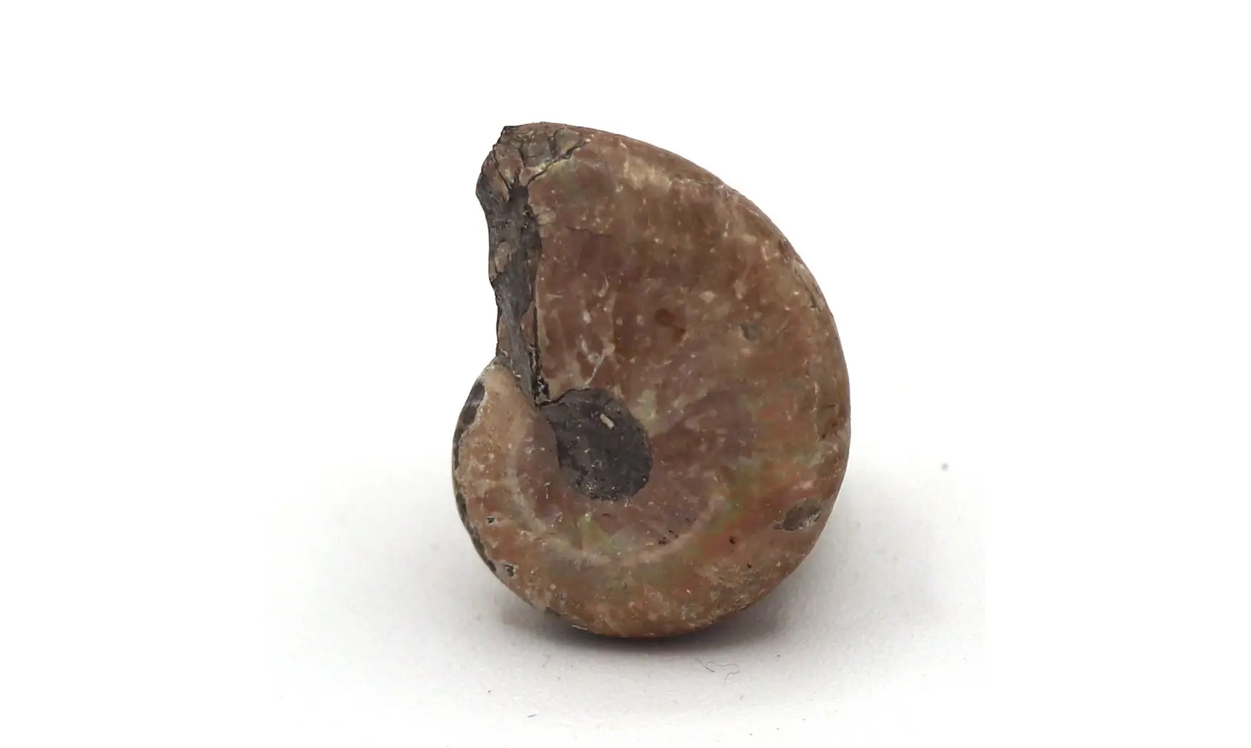 Arcticoceras Ishmae