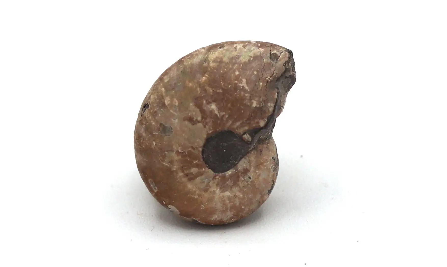Arcticoceras Ishmae