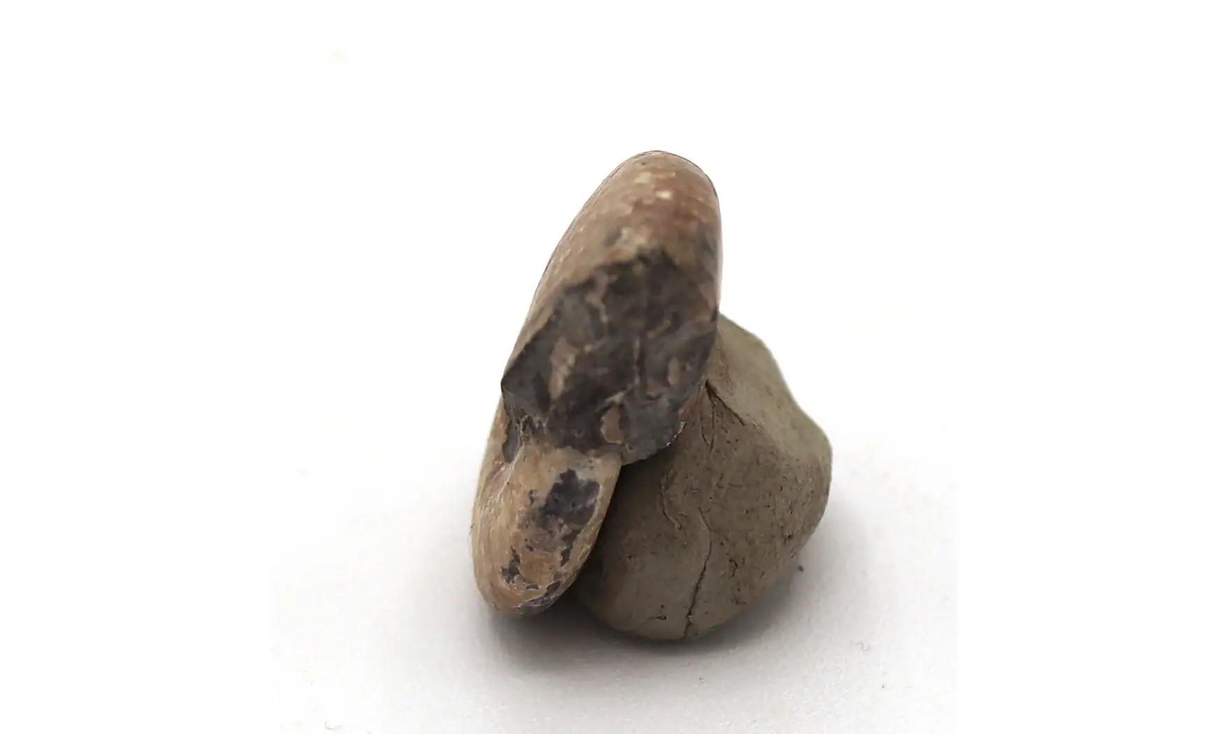 Arcticoceras Ishmae