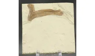 Cardiospermum coloradensis