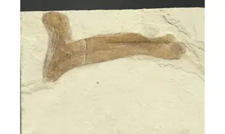 Cardiospermum coloradensis