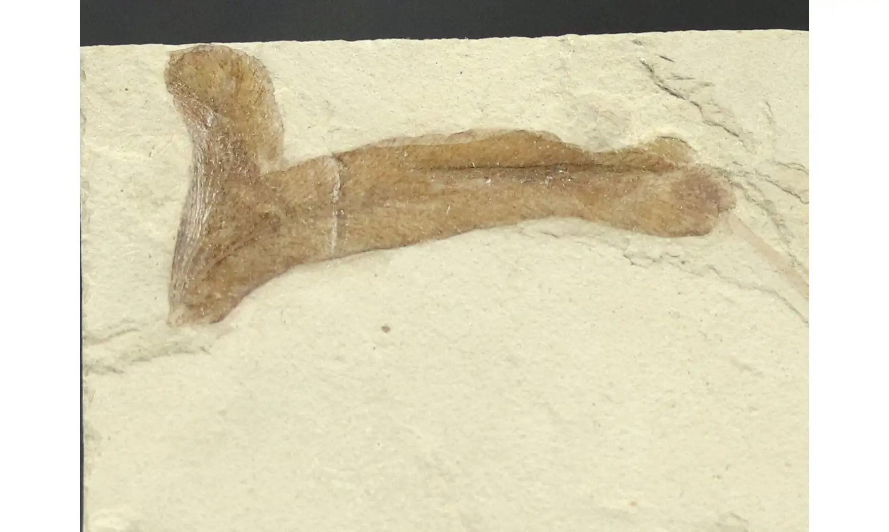 Cardiospermum coloradensis