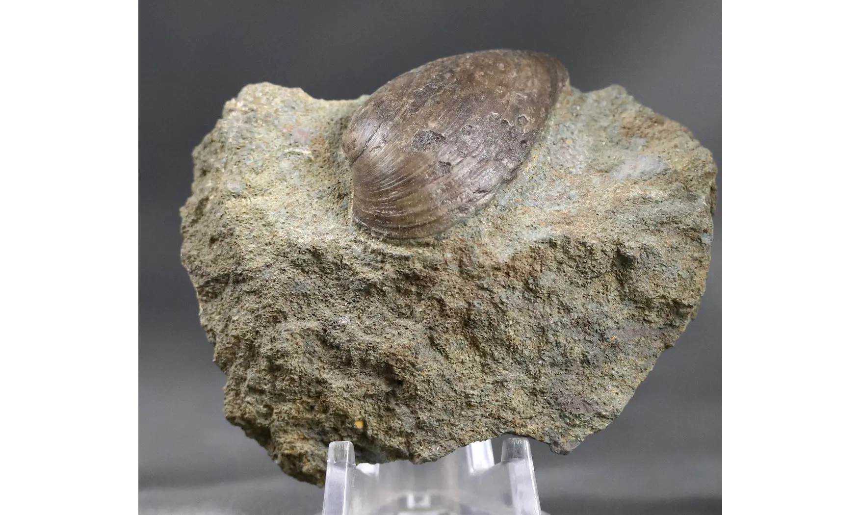 Nuculoma cf variabilis