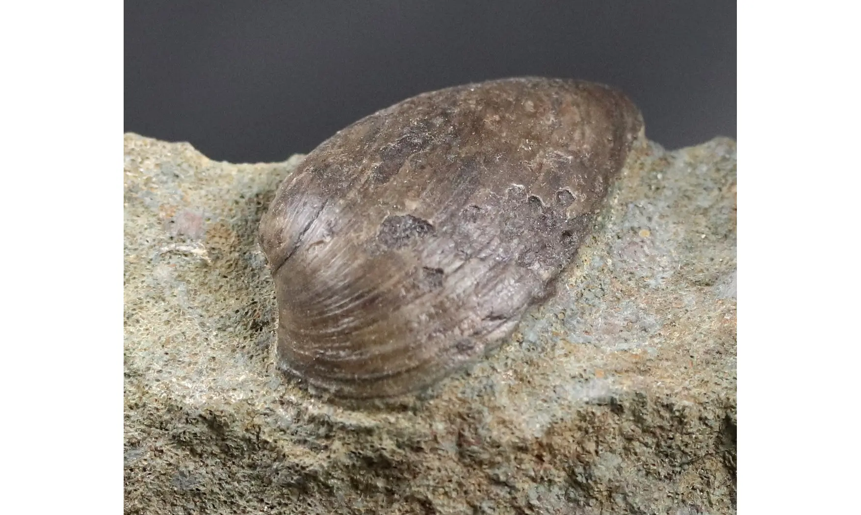 Nuculoma cf variabilis