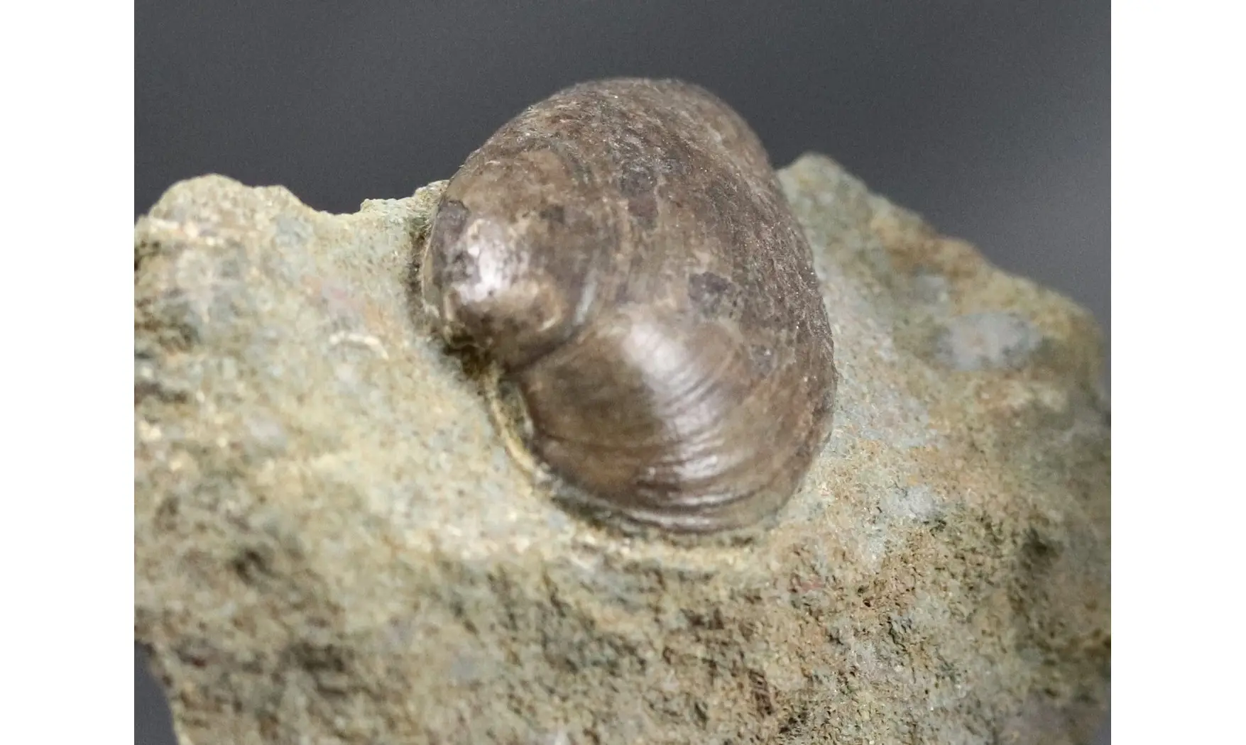 Nuculoma cf variabilis