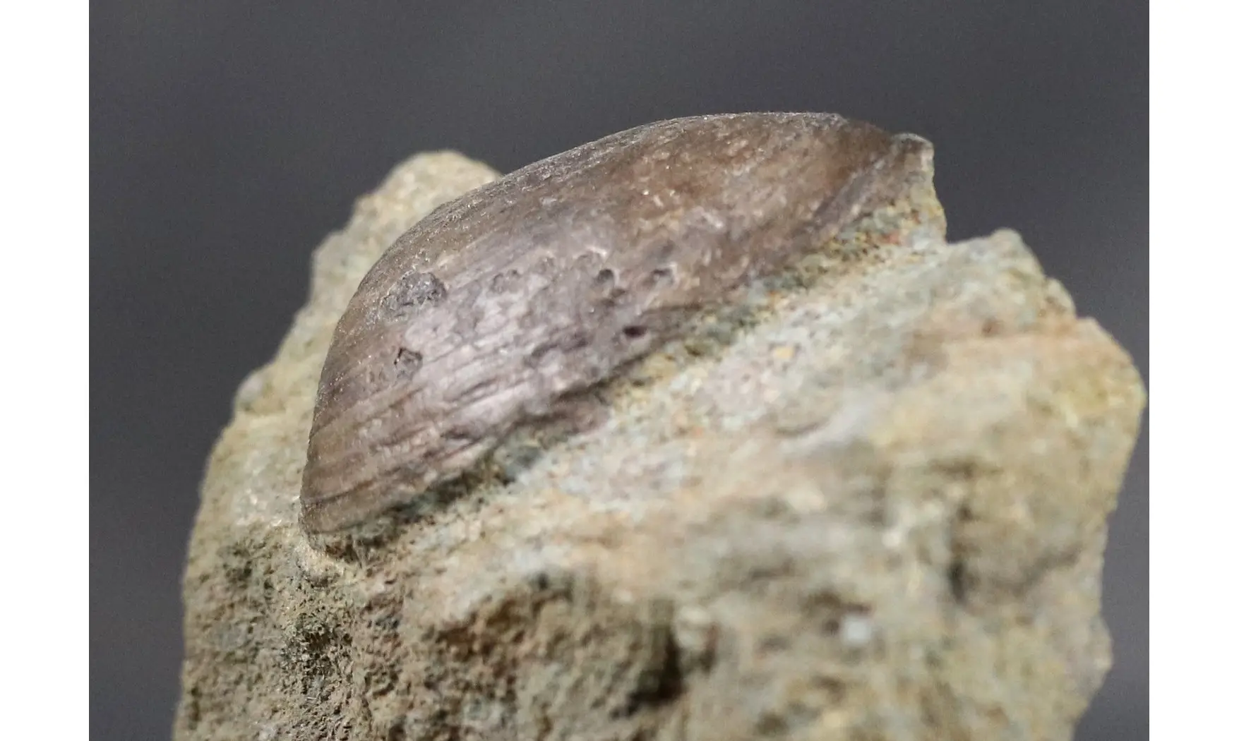 Nuculoma cf variabilis
