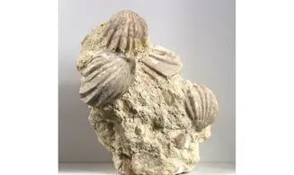 Burmirhynchia decorata