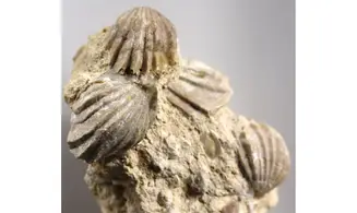 Burmirhynchia decorata