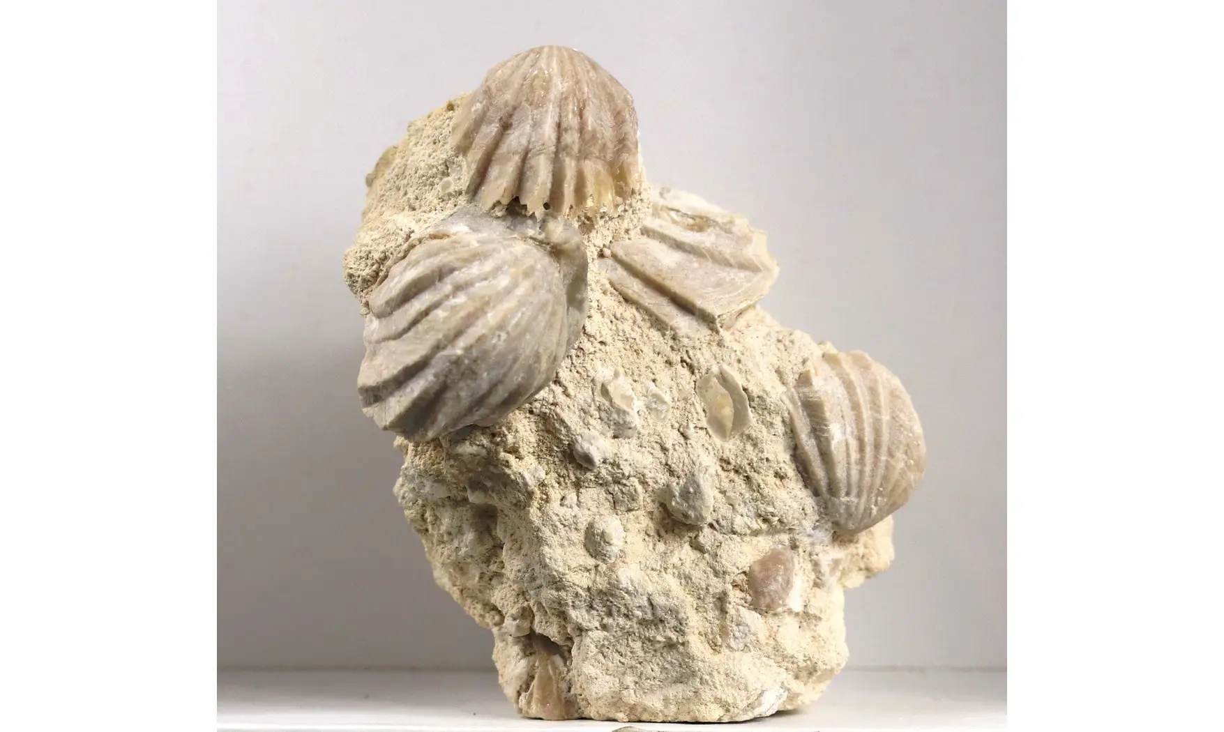 Burmirhynchia decorata