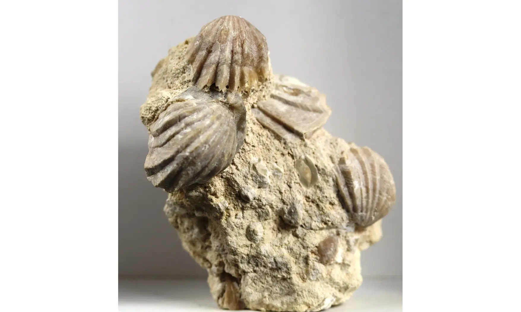 Burmirhynchia decorata