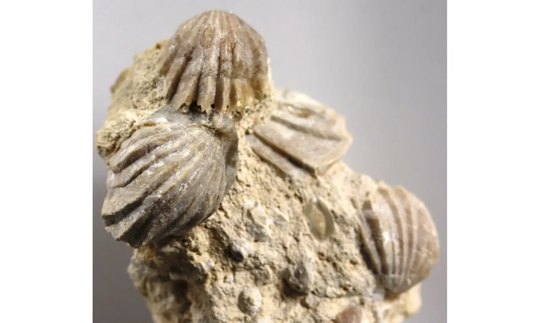 Burmirhynchia decorata