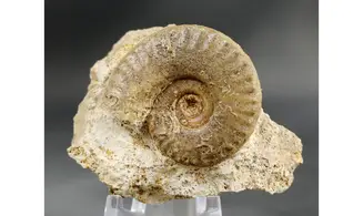 Harpoceratinae non det