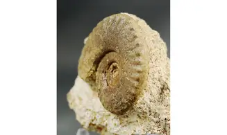 Harpoceratinae non det