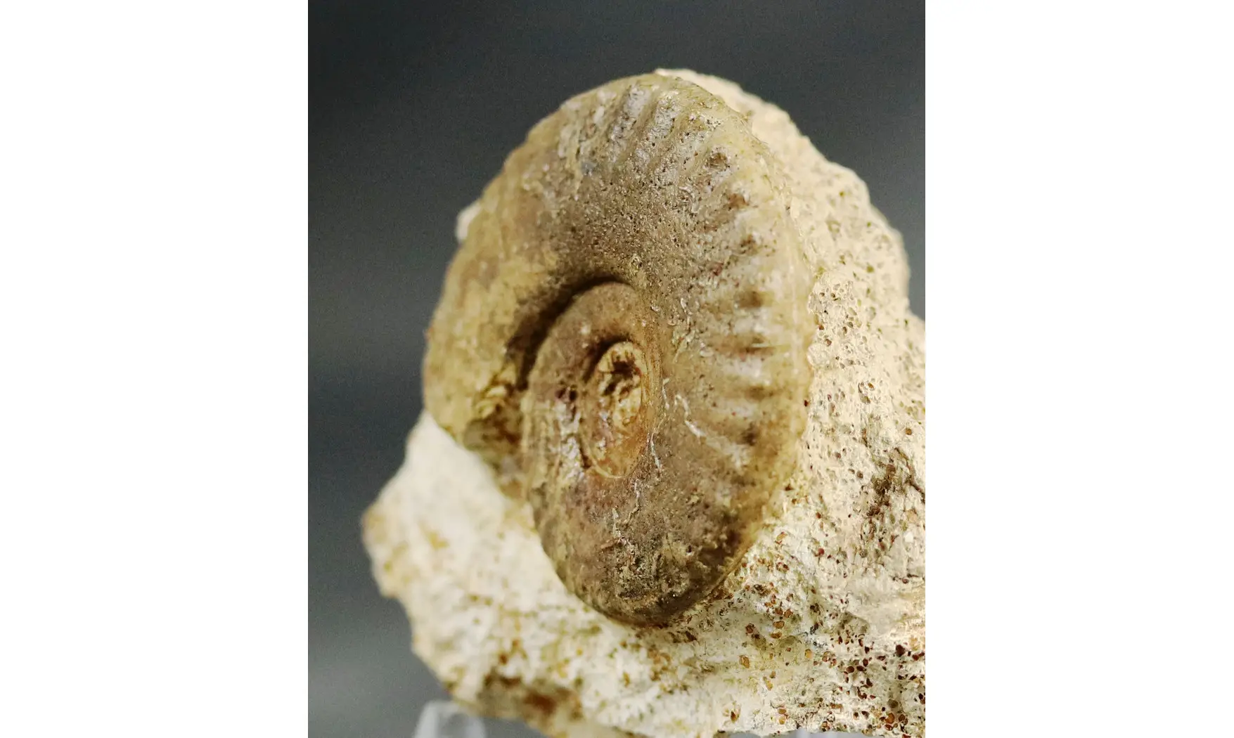 Harpoceratinae non det
