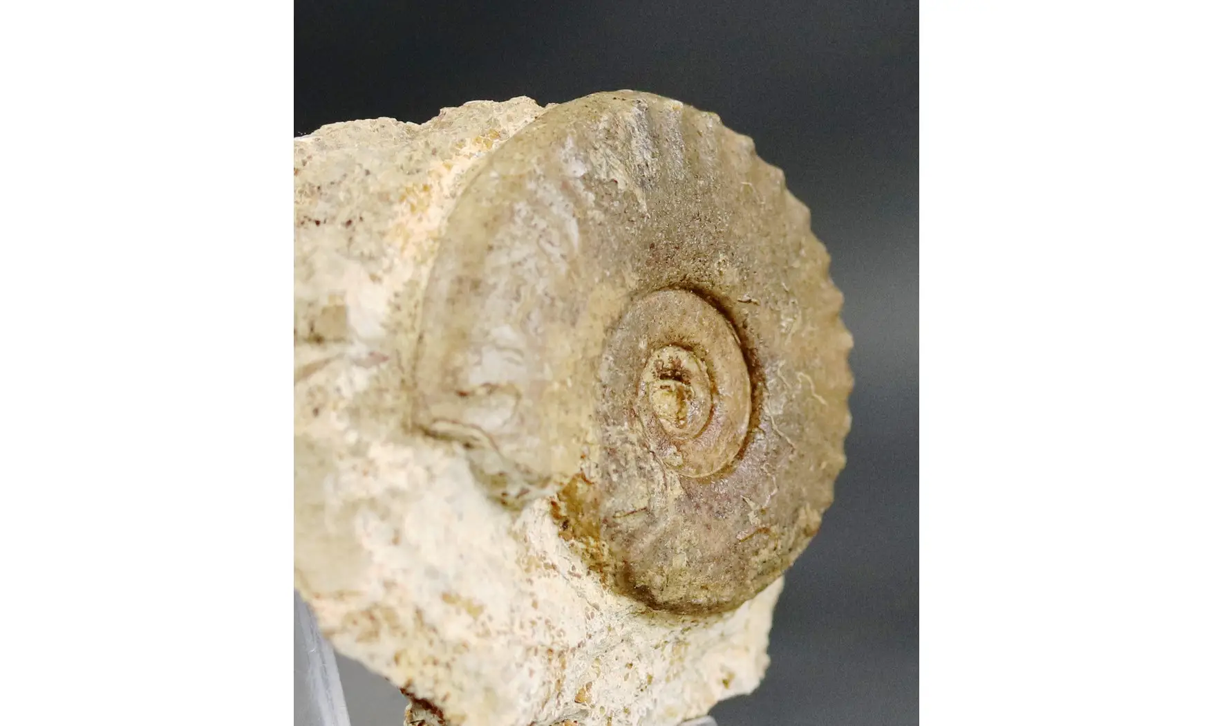 Harpoceratinae non det