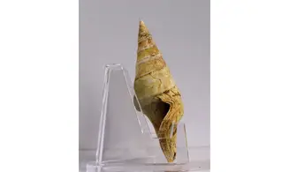 Surcula striatulata