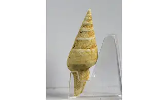 Surcula striatulata