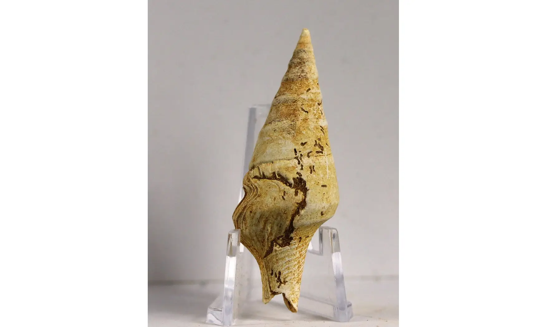 Surcula striatulata