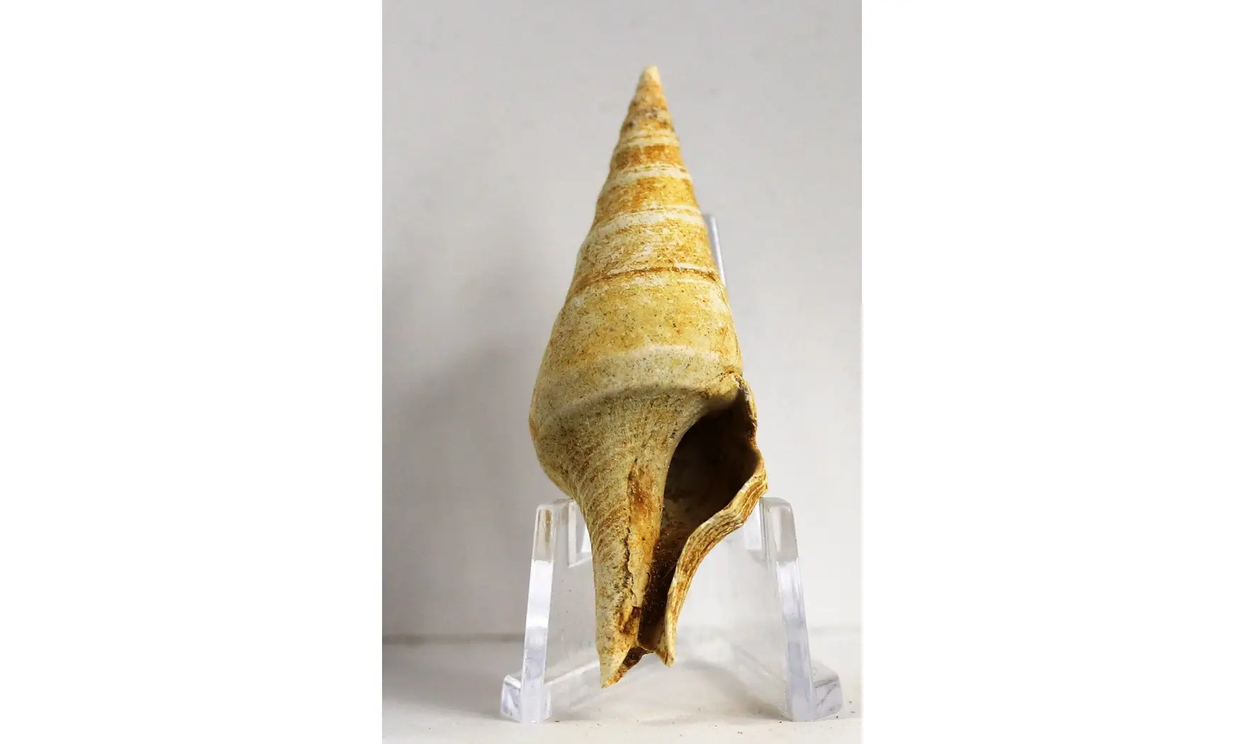 Surcula striatulata
