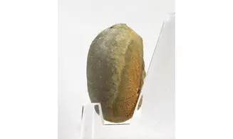 Pseudopyrina cylindrica