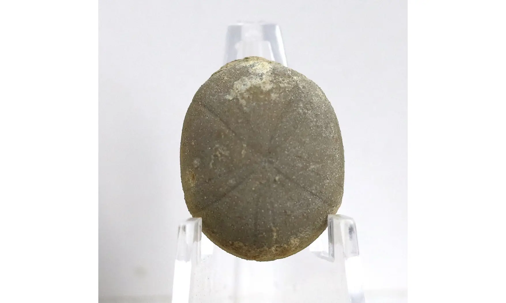 Pseudopyrina cylindrica