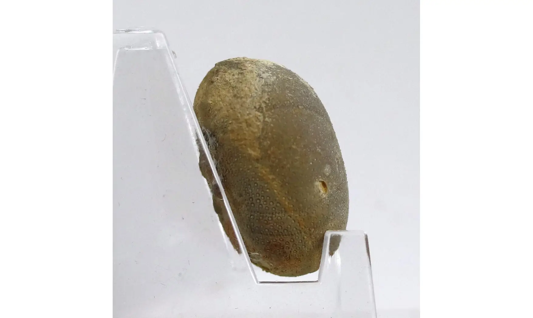 Pseudopyrina cylindrica