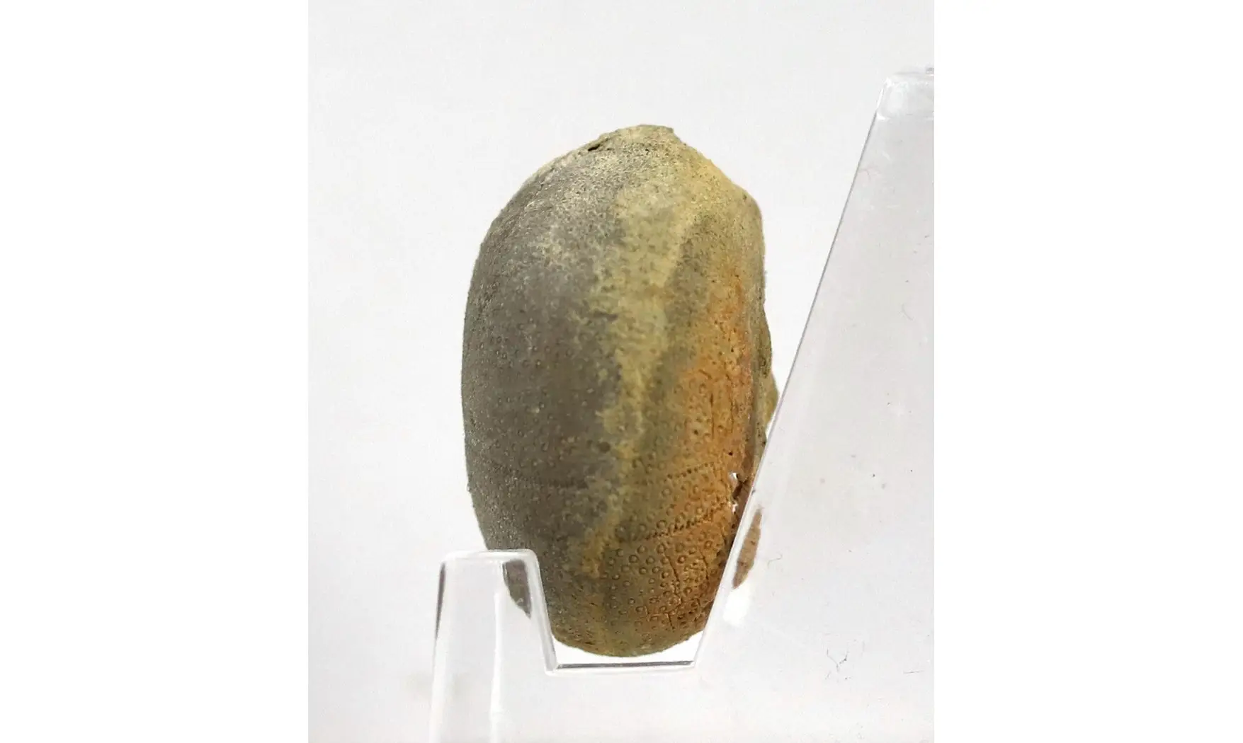 Pseudopyrina cylindrica