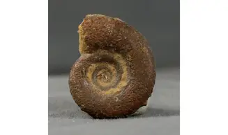 Prolecanites mapesi
