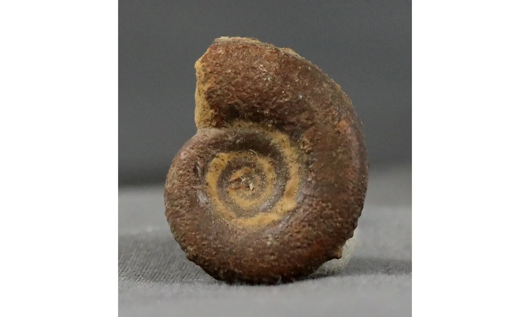 Prolecanites mapesi