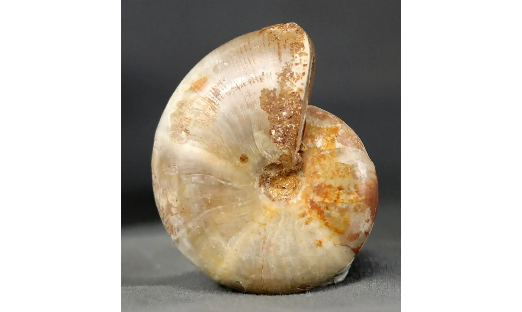 Calliphyllocerus disputabile