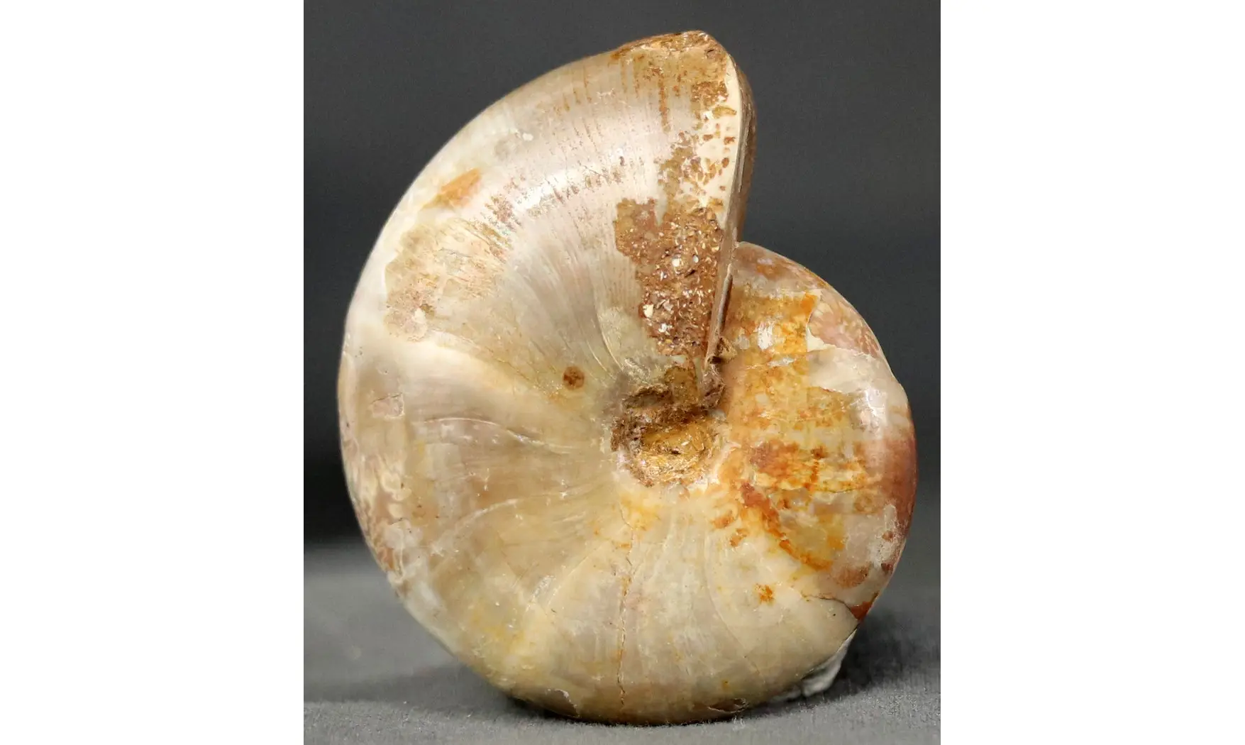 Calliphyllocerus disputabile
