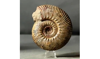 Hammatoceras speciosum