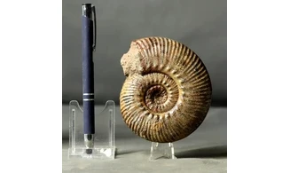 Hammatoceras speciosum