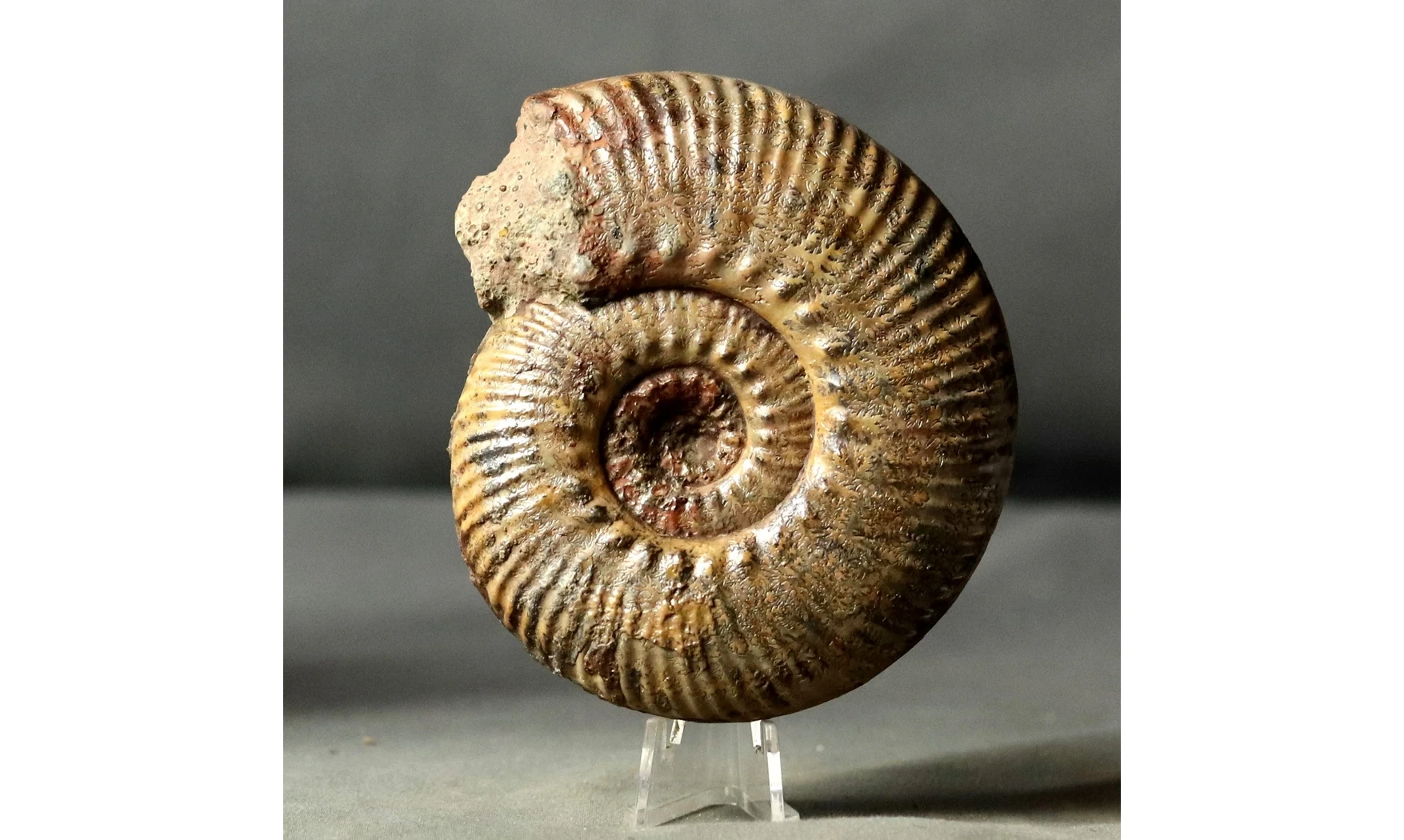 Hammatoceras speciosum