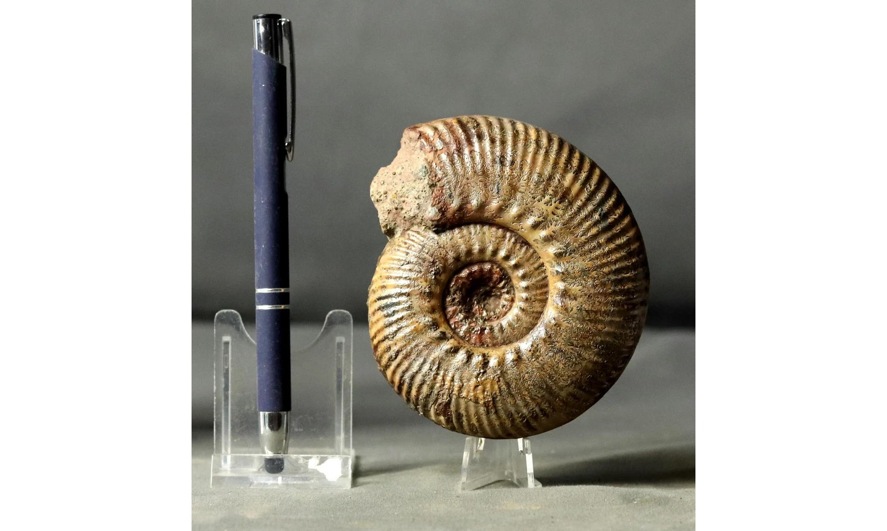 Hammatoceras speciosum