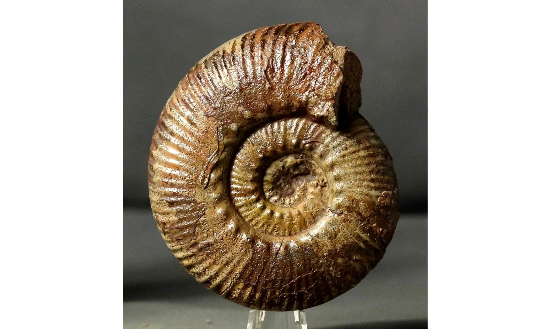 Hammatoceras speciosum