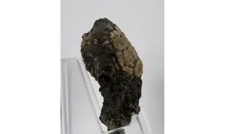 Dolatocrinus michiganensis