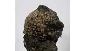 Dolatocrinus michiganensis