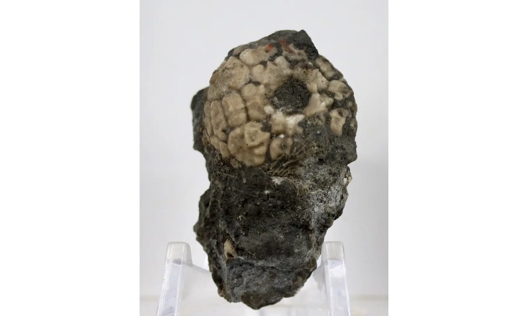 Dolatocrinus michiganensis