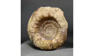 Procerites en calcite