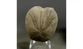 Pliotoxaster paquieri