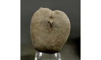 Pliotoxaster paquieri