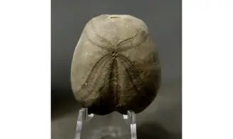 Pliotoxaster paquieri