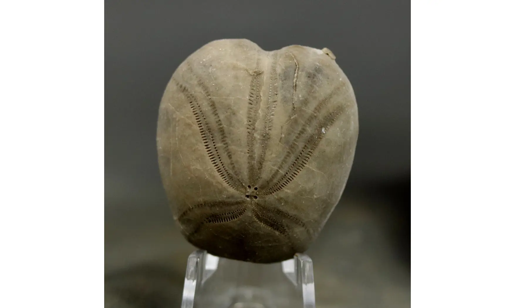 Pliotoxaster paquieri